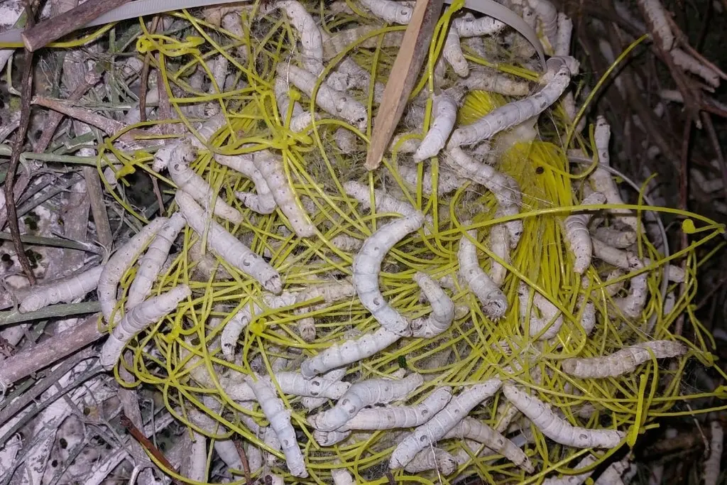 Ordu'da yaklaşık 7 yıldır ipek böceği yetiştiriciliği yapan Veysel Yetişen,