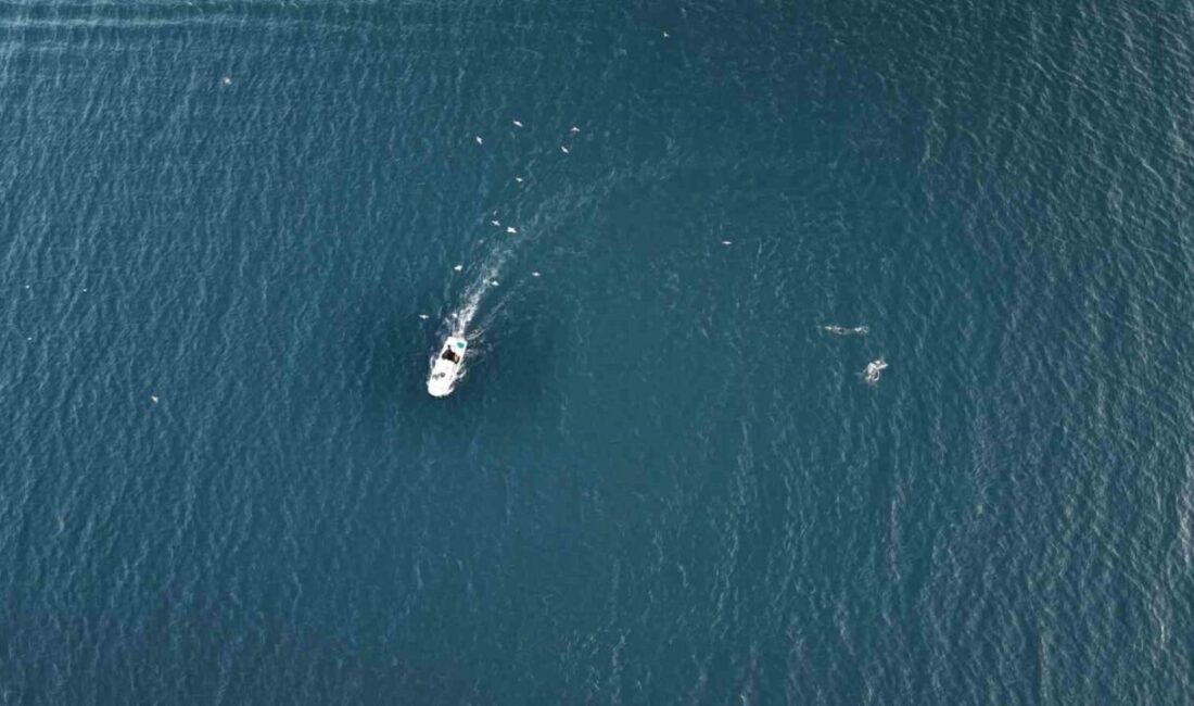 Marmara Denizi’nde balık sezonunun hareketliliği sürerken, Beylikdüzü açıklarında tekne ile