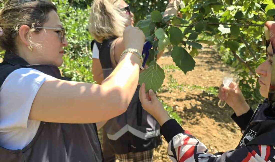 Bilecik’te biyolojik mücadele kapsamında kahverengi kokarcaya karşı samuray arısı doğaya