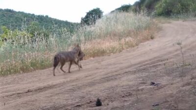 Tekirdağ’daki Ganos Dağları’na yerleştirilen fotokapanlar, bölgenin zengin yaban hayatını gözler