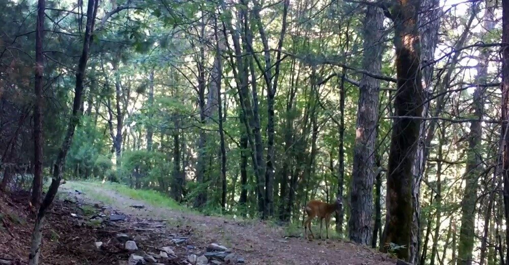 Kazdağları Milli Parkı’nda, Karaca fotokapana yakalandı Kazdağları Milli Parkı’nda gezinen karaca, Doğa Koruma ve Milli Parklar
