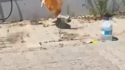Tekirdağ’ın Süleymanpaşa ilçesinde bir kedi ile yılanın karşı karşıya geldiği