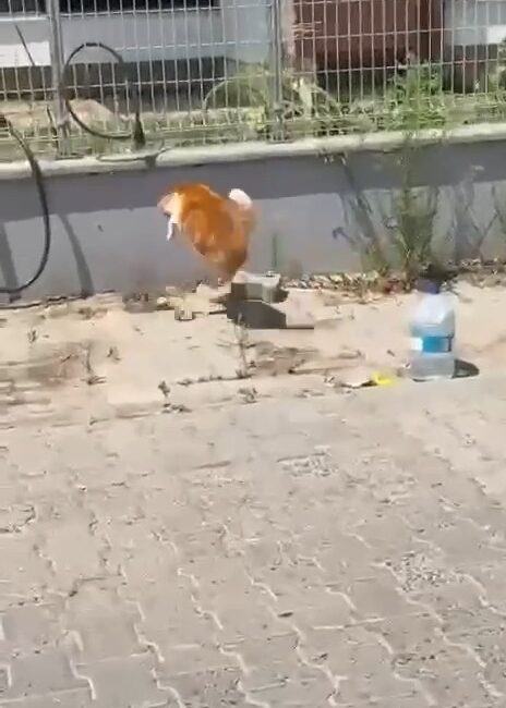 Kedi ile yılanın kavgası kamerada Tekirdağ’ın Süleymanpaşa ilçesinde bir kedi ile yılanın karşı karşıya geldiği