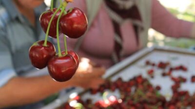 Amerika Birleşik Devletleri ve Avrupa ülkelerinde son yıllarda hızla yaygınlaşan