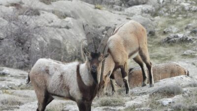 Tarım ve Orman Bakanlığı Doğa Koruma ve Milli Parklar (DKMP)