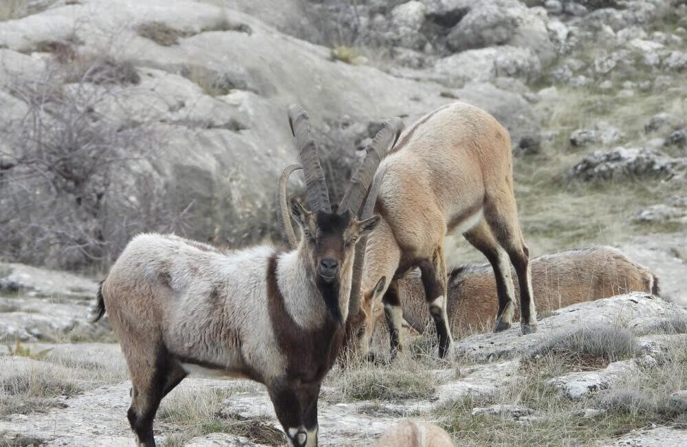 Tarım ve Orman Bakanlığı Doğa Koruma ve Milli Parklar (DKMP)
