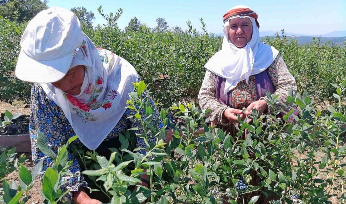 Bilecik’te yüzde 50 hibe desteğiyle kurak araziye kurulan yaban mersini