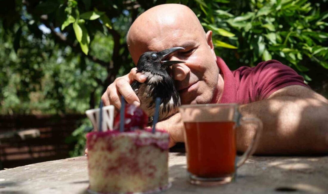 Rize çayı içen gurme kargaya özel doğum günü partisi Kocaeli’de 3 yıl önce yaralı halde bulup sahiplendiği kargayı yanından