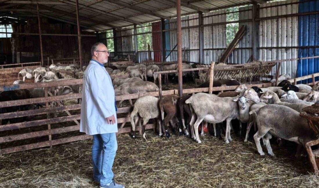 Süt kalitesi ve hayvan sağlığı güvence altında Kocaeli Büyükşehir Belediyesi, kent genelinde hayvancılıkla uğraşan üreticilere yönelik hibe