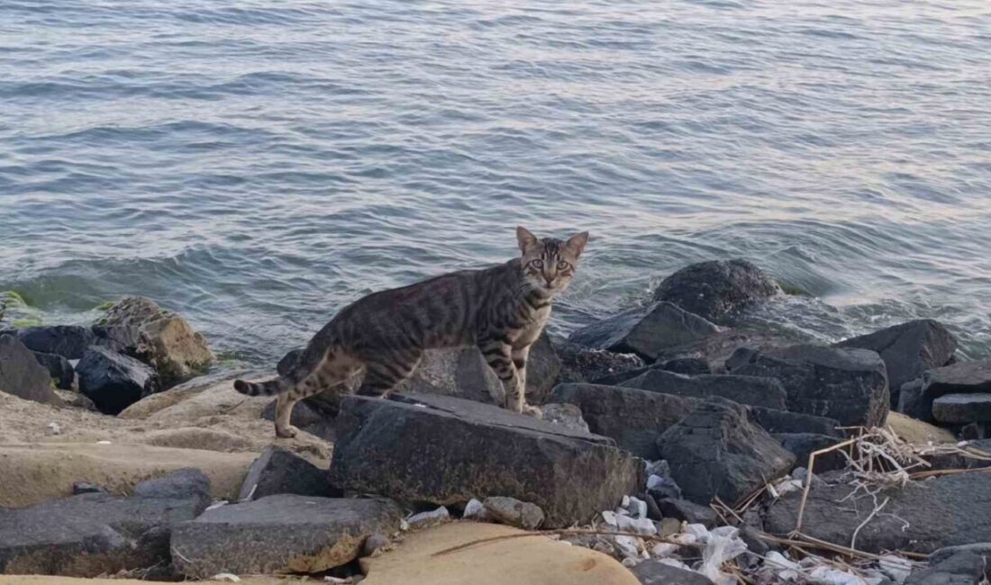 Tekirdağ sahili sıcak havada sessizliğe büründü: Sahilin yeni sahipleri kediler oldu Tekirdağ’ın Süleymanpaşa ilçesinde etkisini sürdüren sıcak hava, yaz aylarında yoğunluk