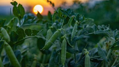 SuperFresh, sözleşmeli çiftçilerle yürüttüğü hasat döneminde ürünlerini ideal olgunlukta toplayarak