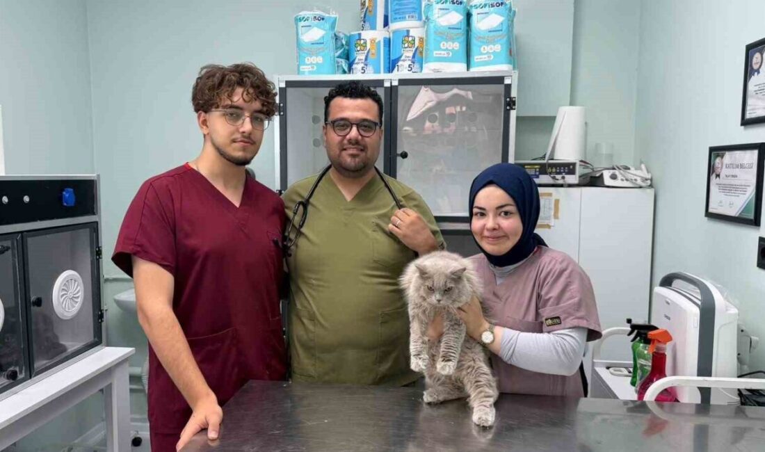 Veterinerde deprem etkisi yapan kedi Türkiye’nin gündeminde Bursa’da kısırlaştırılmak üzere veteriner kliniğine getirilen sokak kedisi, operasyon öncesinde