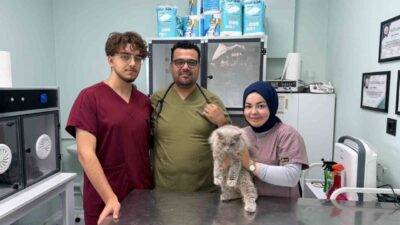 Bursa’da kısırlaştırılmak üzere veteriner kliniğine getirilen sokak kedisi, operasyon öncesinde