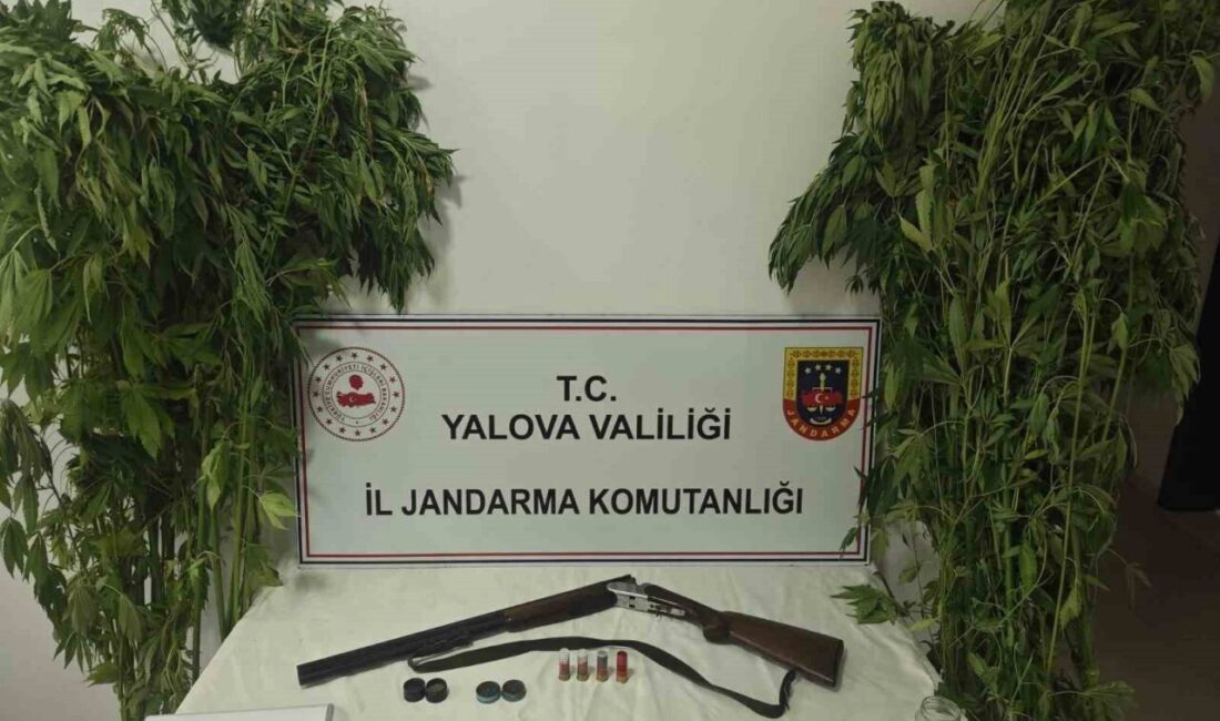 Yalova’nın Çiftlikköy ilçesinde jandarma ekiplerince düzenlenen operasyonda bir ev ve