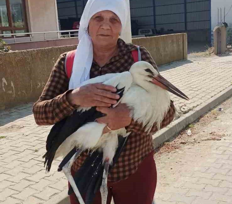 Yerde bitkin halde bulduğu yaralı leyleğe sahip çıktı Edirne’nin İpsala ilçesine bağlı Yenikarpuzlu beldesinde yaşayan Aysel Solak, yolda