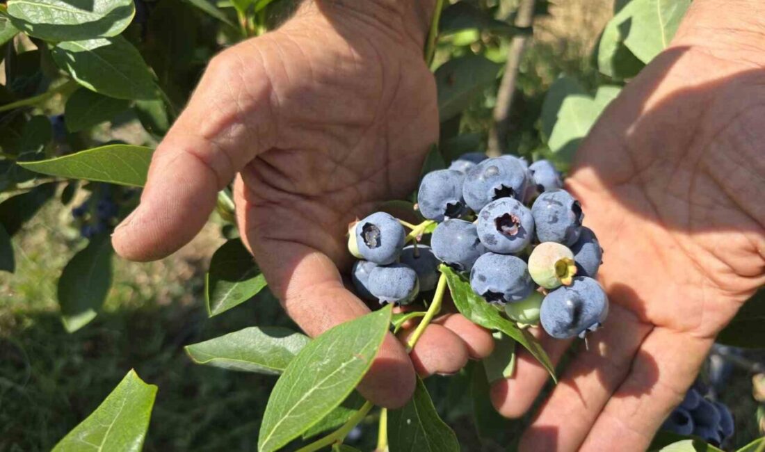 Yüzlerce ton üretim yapan çiftçi soğuk hava deposu istiyor Orhaneli ve çevre mahallelerinde çiftçiler üretmiş oldukları yüzlerce ton Yaban