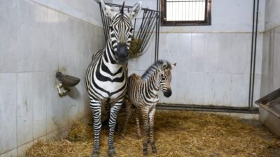 Türkiye'nin en büyük zebra sürüsüne ev sahipliği yapan Bursa Hayvanat