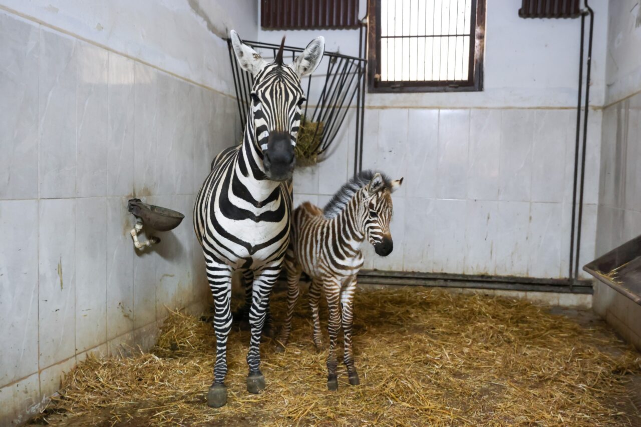 Türkiye'nin en büyük zebra sürüsüne ev sahipliği yapan Bursa Hayvanat