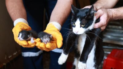 Osmangazi Belediyesi, Bursa Ovası’ndaki birinci sınıf tarım arazisine yapılan 90