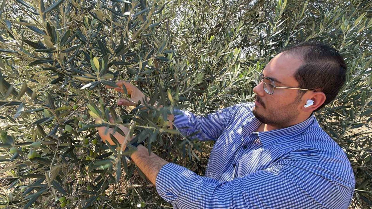 ABD’nin açıkladığı yeni gümrük tarifeleri, Türk zeytinyağı ihracatçılarını endişelendirdi. Ayvalık