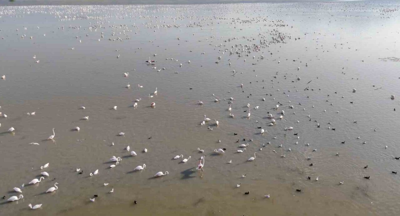 Akşehir Gölü’nde yıllardır özlenen tablo: Flamingolarla renklenen gölde umut büyüyor 12 Bülten Medya -