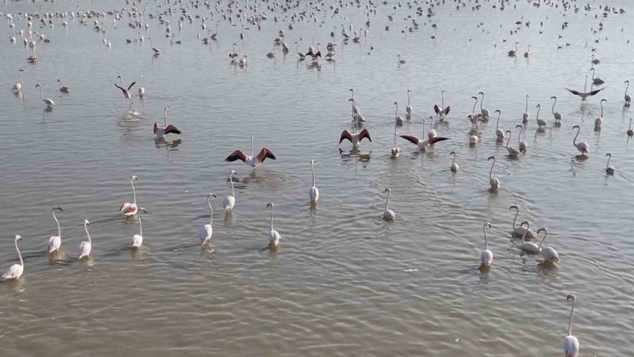Akşehir Gölü’nde yıllardır özlenen tablo: Flamingolarla renklenen gölde umut büyüyor 10 Bülten Medya -