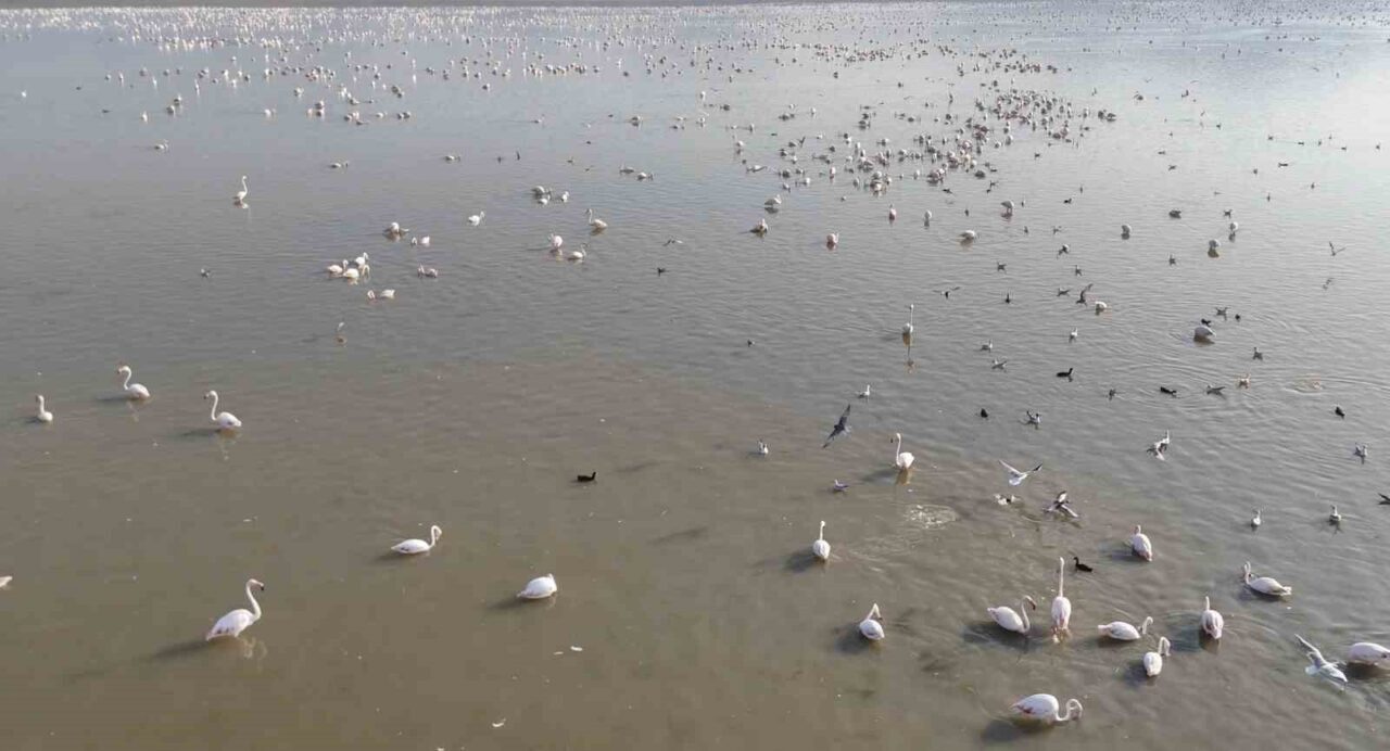 Akşehir Gölü’nde yıllardır özlenen tablo: Flamingolarla renklenen gölde umut büyüyor 11 Bülten Medya -