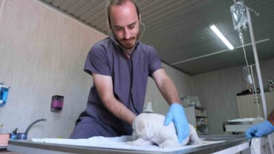 Altıeylül Belediyesi tarafından hayvan sevgisini artırmak, sahipsiz hayvanların sıcak bir