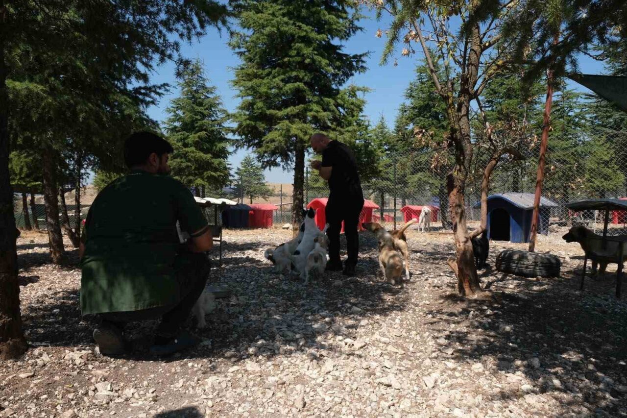 Altıeylül’de minik patiler için yuva seferberliği 18 Bülten Medya -
