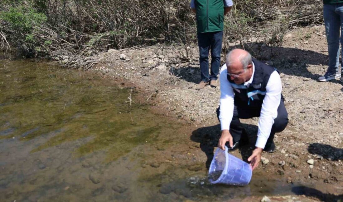 Çanakkale’de Atikhisar Barajı’na 348 bin sazan balığı yavrusu bırakıldı. Çanakkale
