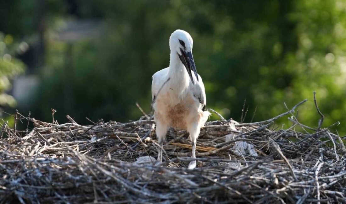 Kocaeli’nin doğa turizmi merkezlerinden Ormanya’da, koruma altındaki leylek çiftinin yavrusu