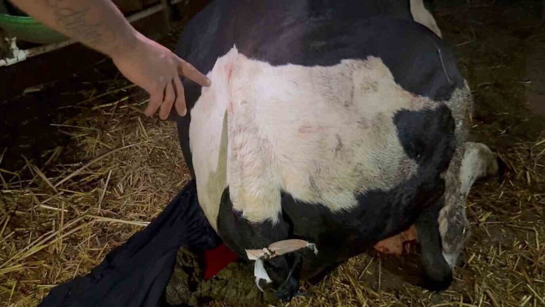 Bahçesine giren dananın kuyruğunu baltayla kesti Sakarya’nın Kaynarca ilçesinde bahçesine giren komşusunun danasının kuyruğunu baltayla kestiği