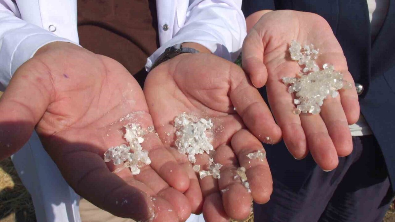 Balıkesir’de sakız hasadına başlandı 16 Bülten Medya -