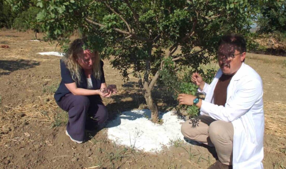 Balıkesir’de sakız hasadına başlandı Balıkesir’in Burhaniye ilçesinde, Balıkesir Çiftçi Eğitim Merkezinde (BAÇEM) üretilen yüzlerce