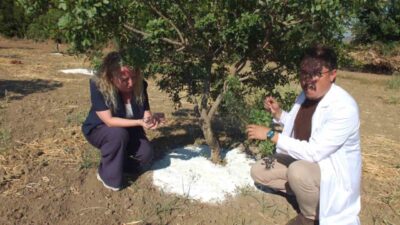 Balıkesir’in Burhaniye ilçesinde, Balıkesir Çiftçi Eğitim Merkezinde (BAÇEM) üretilen yüzlerce