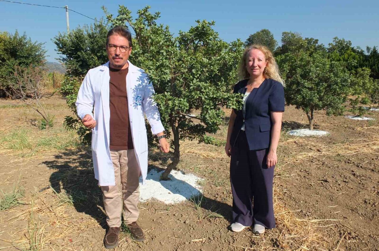Balıkesir’de sakız hasadına başlandı 18 Bülten Medya -