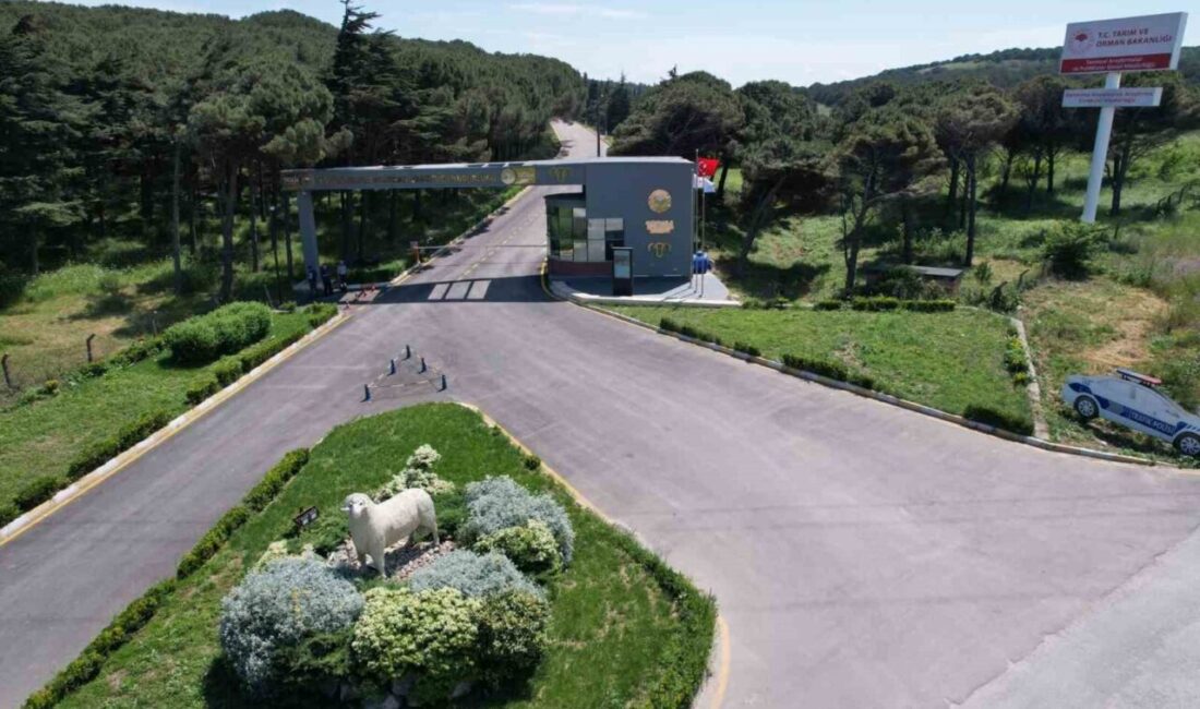 Karacabey Merinosu için TÜBİTAK desteği Bandırma Koyunculuk Araştırma Enstitüsü Islah ve Genetik Bölüm Başkanı Dr.