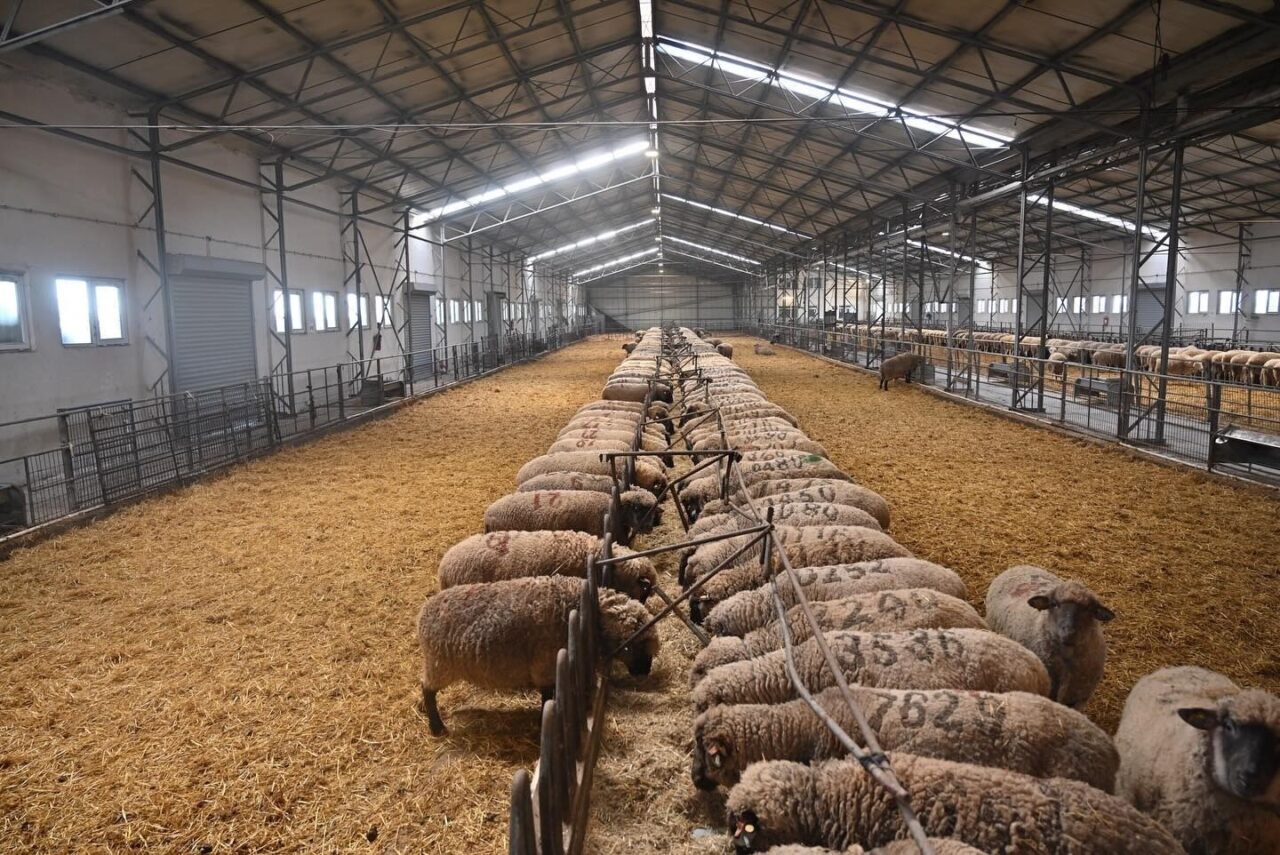 Karacabey Merinosu için TÜBİTAK desteği 2 Bülten Medya -