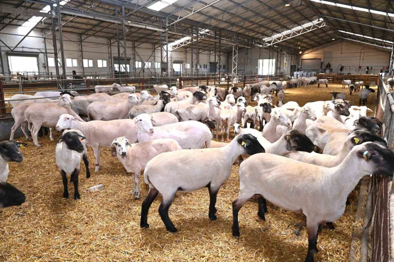 Karacabey Merinosu için TÜBİTAK desteği 1 Bülten Medya -