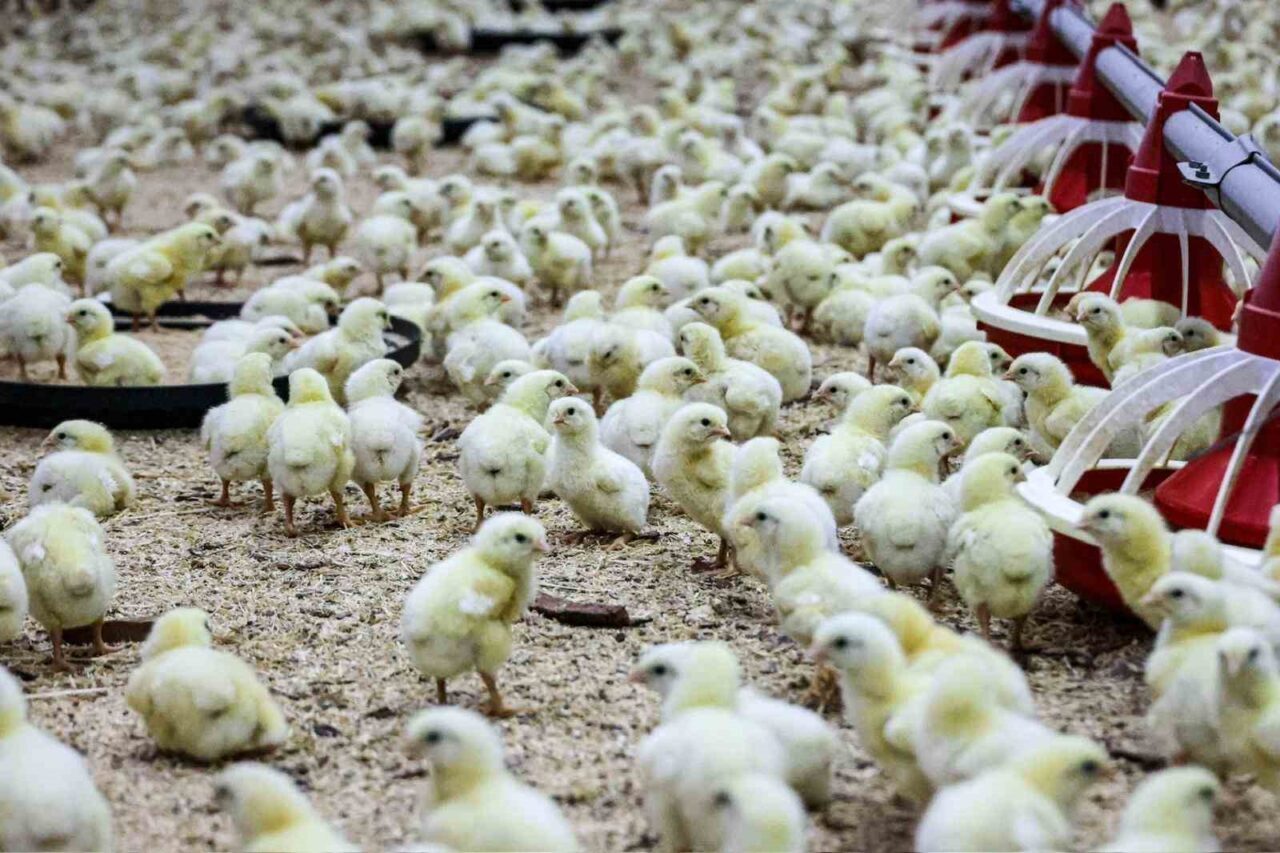 Bilecik 11,5 milyon kanatlı hayvana ev sahipliği yapıyor 8 Bülten Medya -