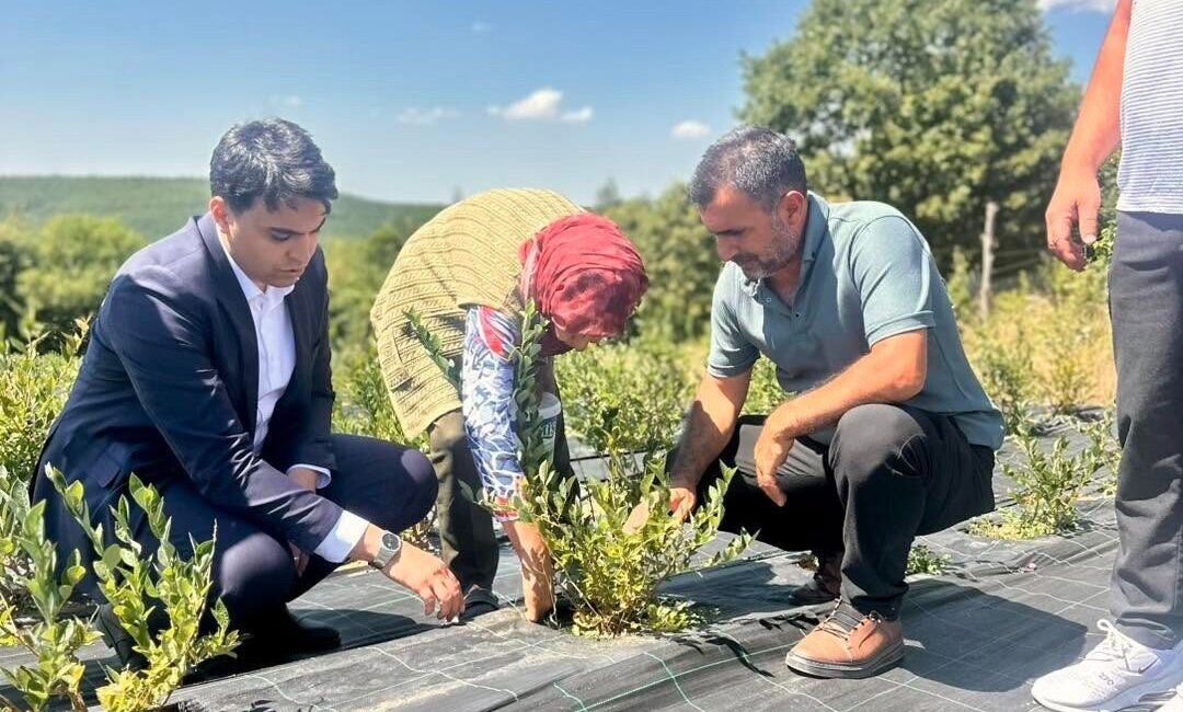 Bilecik’te yaban mersini hasadı yerinde incelendi Bilecik’te devam eden yaban mersini hasadı, Pazaryeri Kaymakamı Muhammet Mustafa