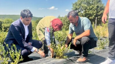 Bilecik’te devam eden yaban mersini hasadı, Pazaryeri Kaymakamı Muhammet Mustafa