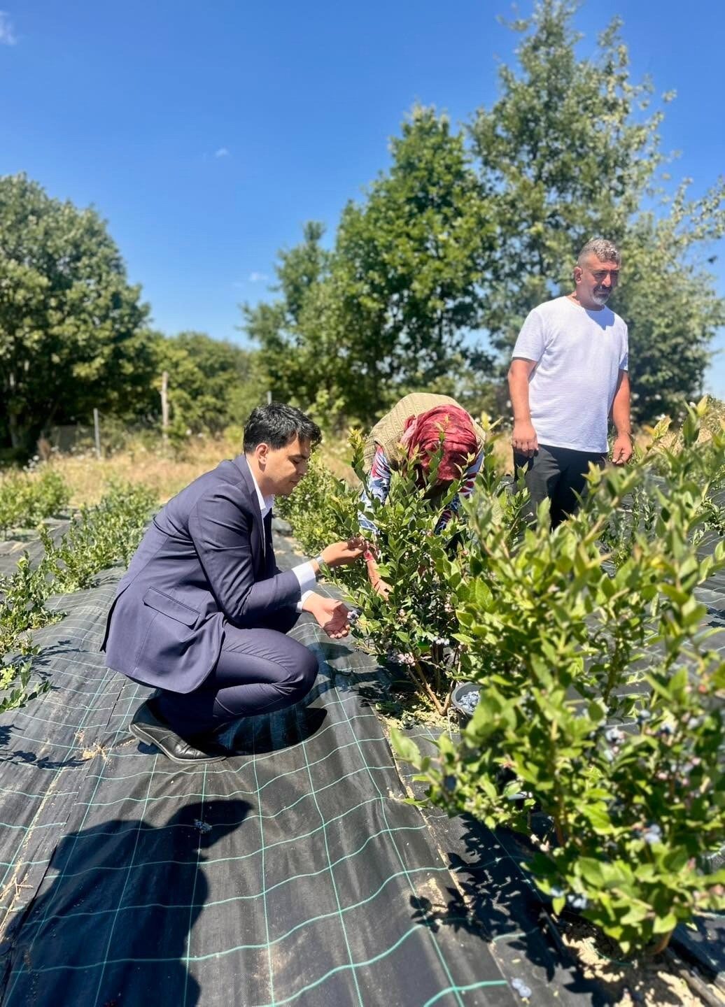 Bilecik’te yaban mersini hasadı yerinde incelendi 8 Bülten Medya -