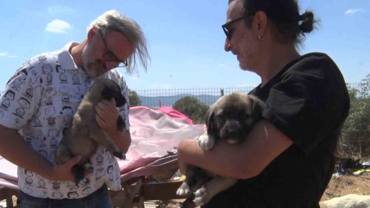 Gölyazı’da birkaç köpekle başladı, 1.200 cana yuva oldu! 2 Bülten Medya -