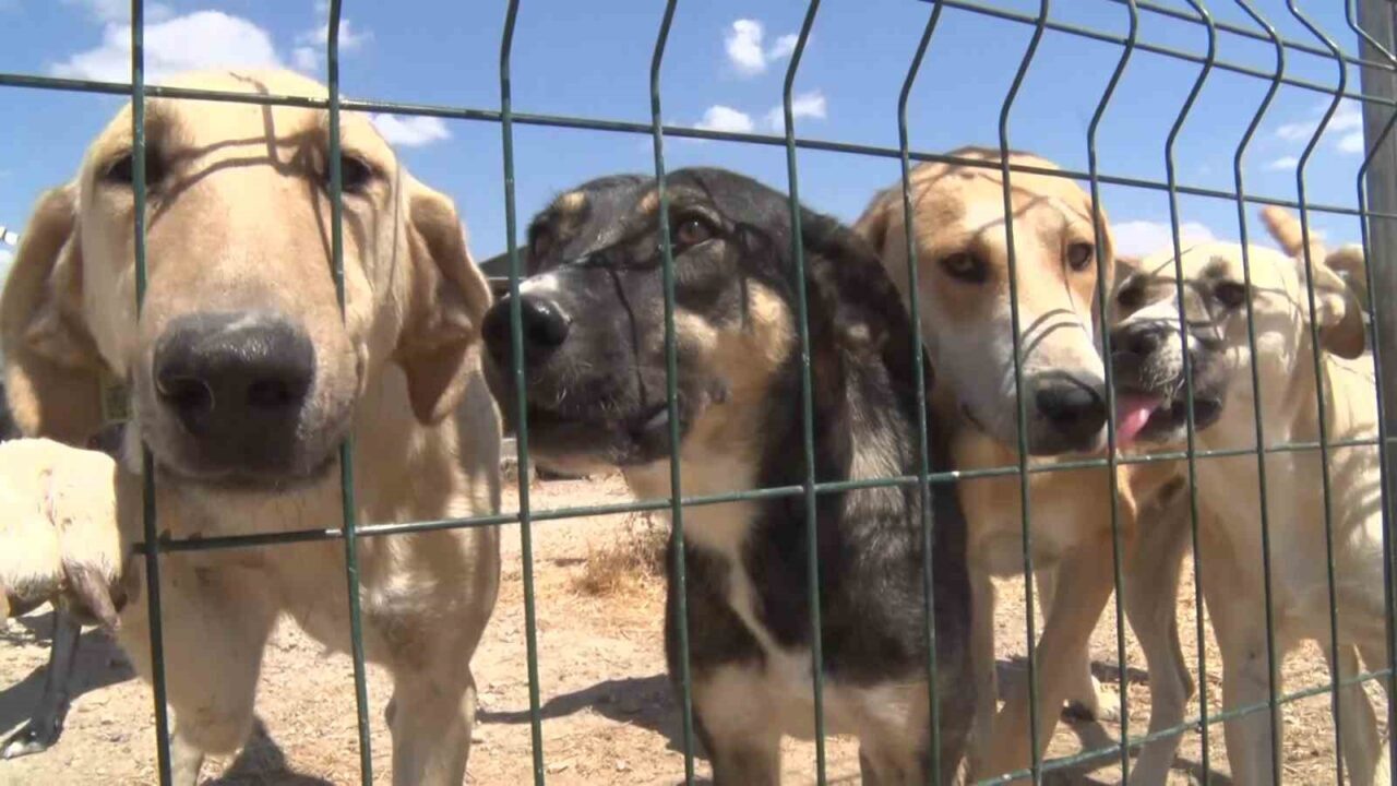 Gölyazı’da birkaç köpekle başladı, 1.200 cana yuva oldu! 1 Bülten Medya -
