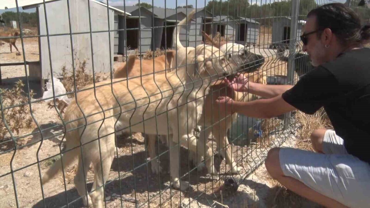 Gölyazı’da birkaç köpekle başladı, 1.200 cana yuva oldu! 5 Bülten Medya -