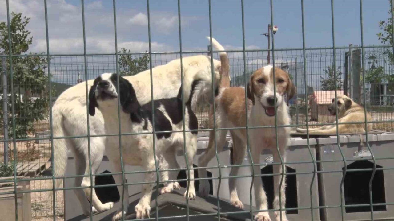 Gölyazı’da birkaç köpekle başladı, 1.200 cana yuva oldu! 4 Bülten Medya -