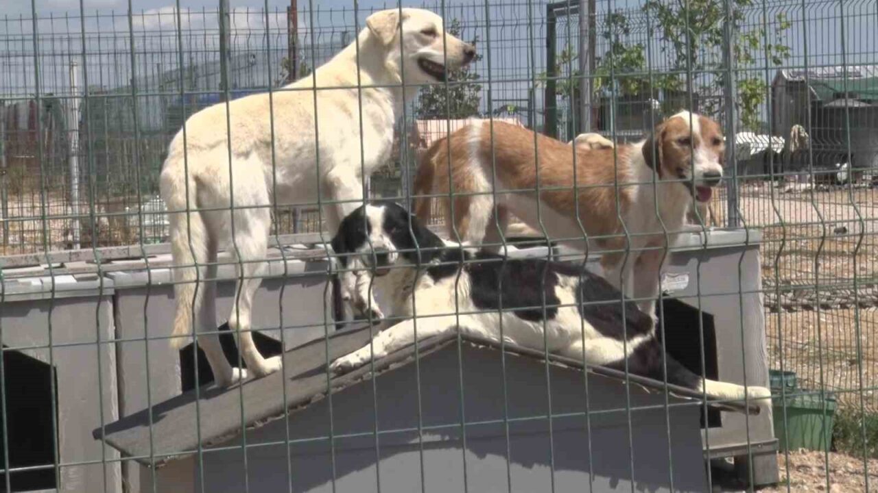 Gölyazı’da birkaç köpekle başladı, 1.200 cana yuva oldu! 3 Bülten Medya -