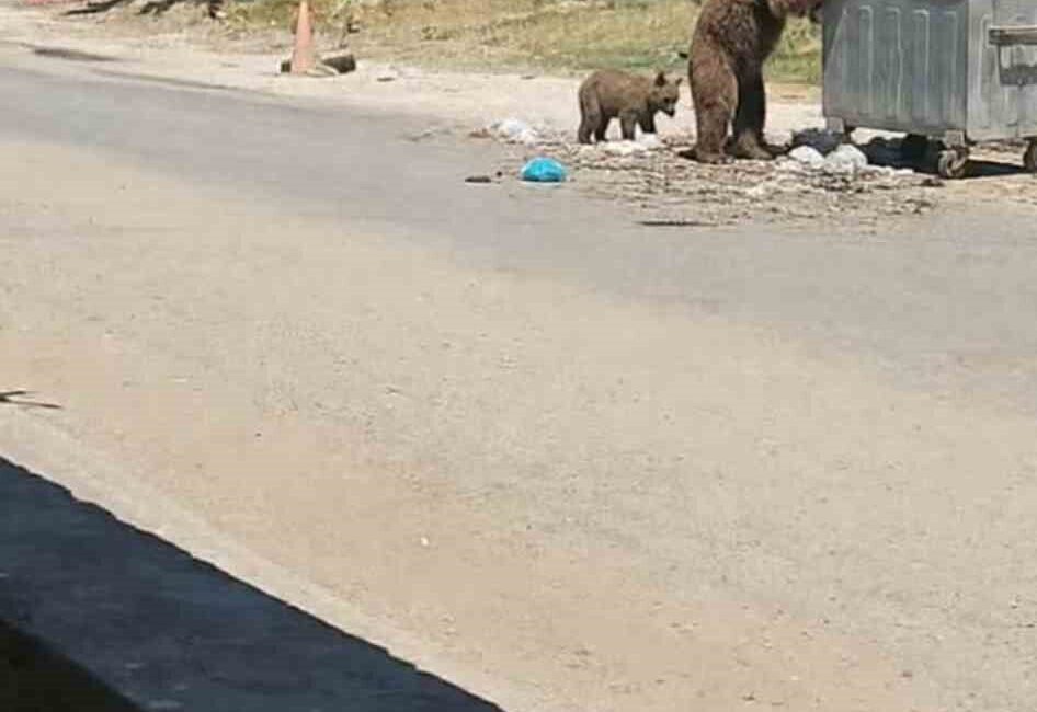 Edirne’nin Meriç ilçesinde son günlerde görüldüğü iddia edilen bozayı, bu