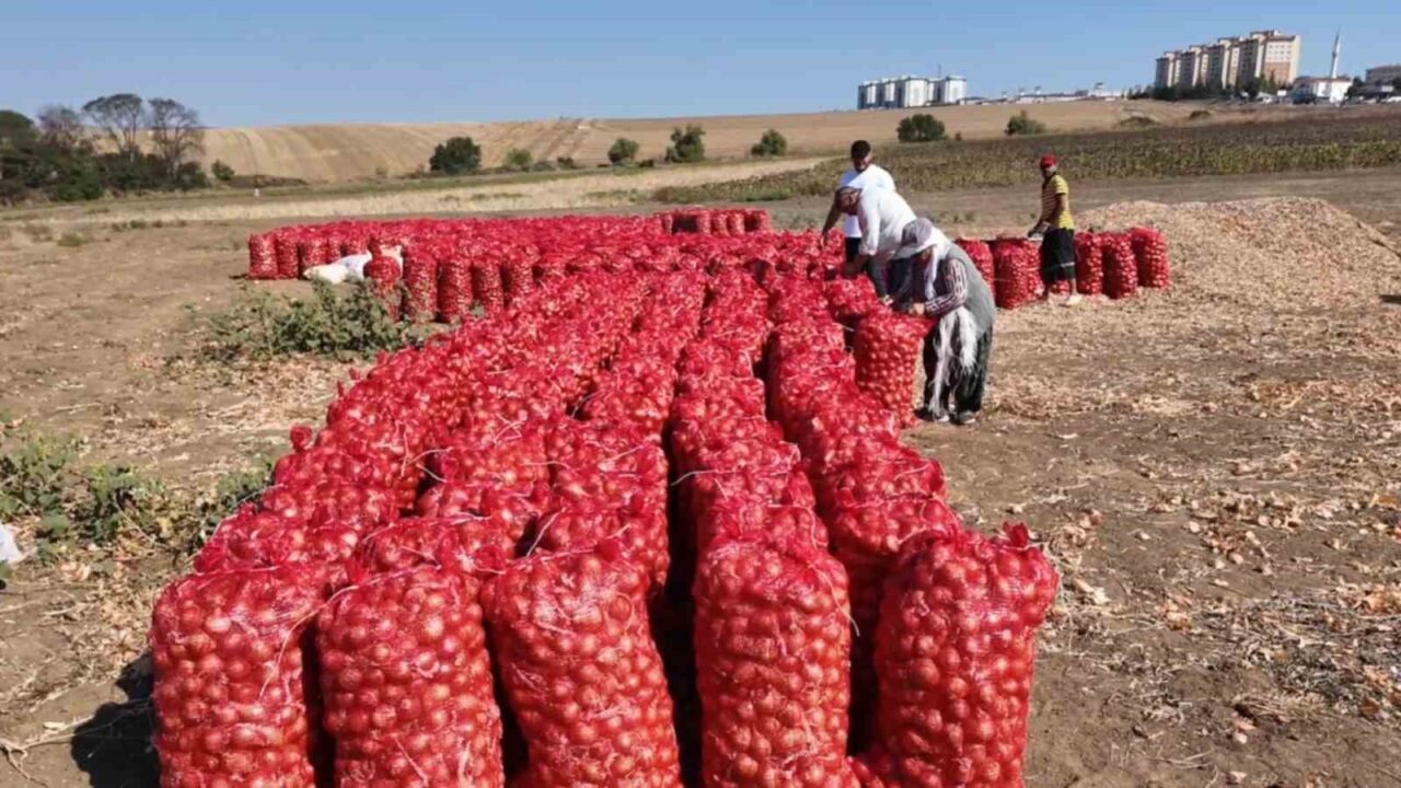 Bu soğan başka soğan: 3 yılda sofraya geliyor, 4 gözlü bereket 27 Bülten Medya -